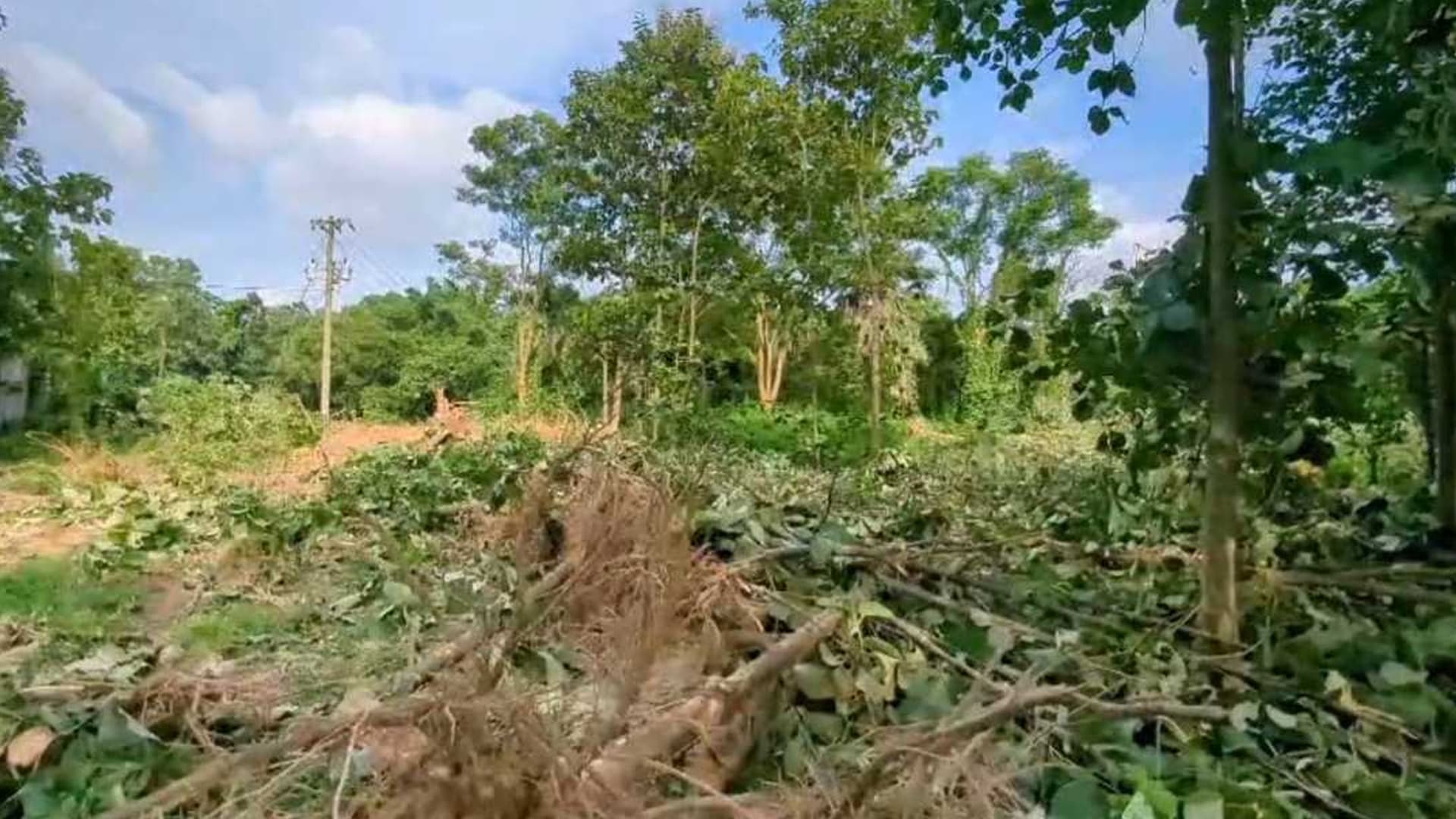 আমার কোনো অনুমতি ছাড়াই এটা করা হয়েছে : গাছ কাটা প্রসঙ্গে জাবি উপাচার্য